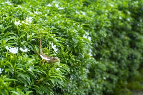 Lizard is sitting on a bush Stock Photos
