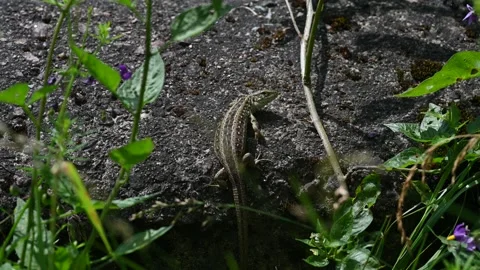 Lizard sitting on a concrete block enjoying the morning sun. Stock Footage 277294802
