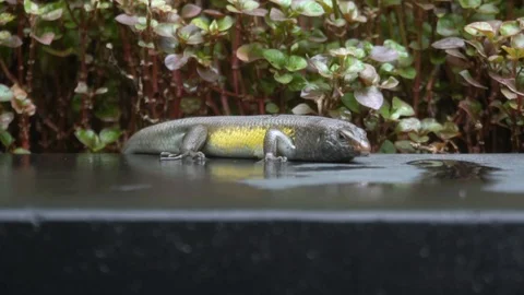 Lizard sitting on the edge of the pool in Bali. Stock Footage 104259291