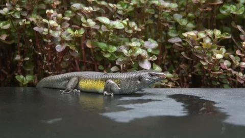 Lizard sitting on the edge of the pool. Stock Footage 104259299