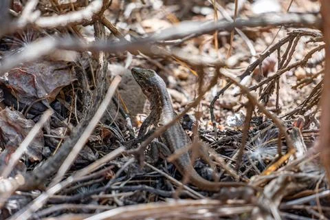 A lizard is sitting in the grass Stock Photos
