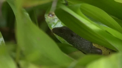 Lizard sitting in the green grove in Bali. Stock Footage 104259323