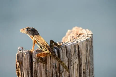 A lizard is sitting on a log Foto stock