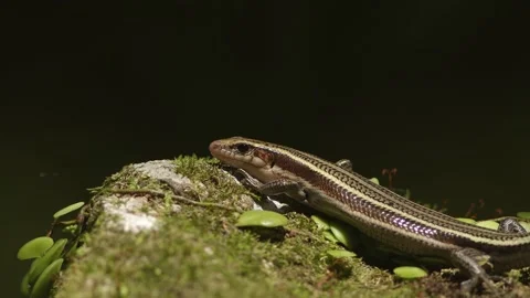 Lizard sitting on a moss-covered rock and absorbing the sun. Stock Footage 156011165