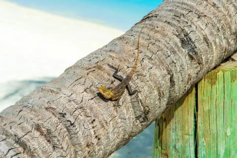 Lizard sitting on a palm tree Foto stock