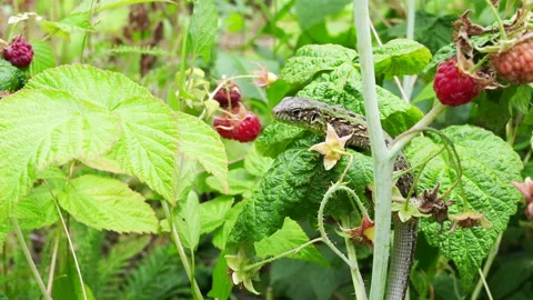 Lizard sitting on a raspberry Bush close-up Видео 152933118
