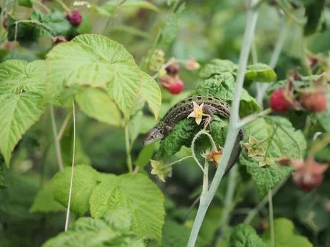 Lizard sitting on a raspberry Bush close-up Foto stock