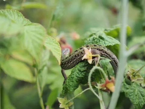 Lizard sitting on a raspberry Bush close-up Stock Photos