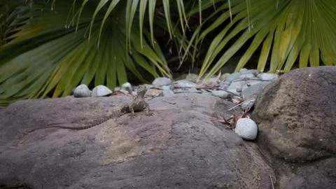 Lizard sitting on a rock 4k high resolution Stock Photos