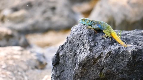 Lizard sitting on a rock Video stock 125487598