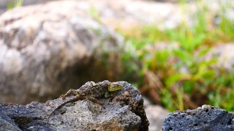 Lizard sitting on a rock Stock Footage 125487950