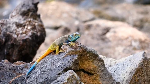 Lizard sitting on a rock Video stock 125488557