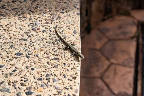 A lizard is sitting on a rock Stock Photos