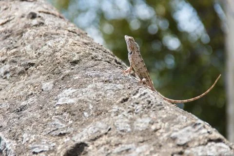 Lizard sitting on a stone Stock Photos