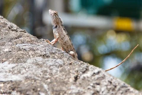 Lizard sitting on a stone Stock Photos