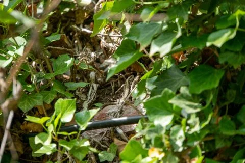 Lizard sitting on a stone Stock Photos