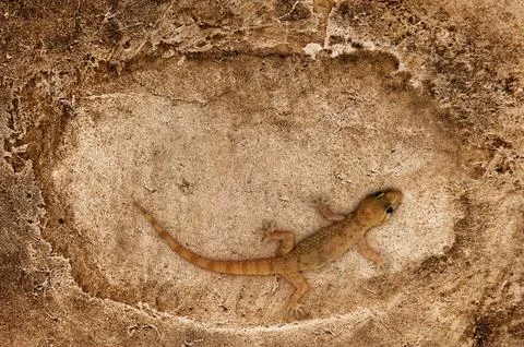 Lizard sitting on stone surface Stock Photos