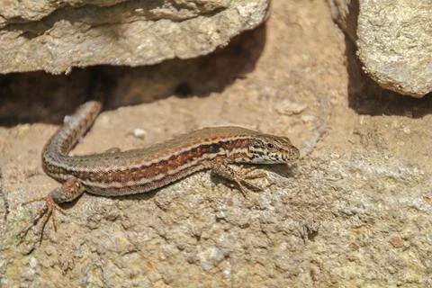 Lizard sitting on stone under sun, detailed image of lizard, selective focus Stock Photos