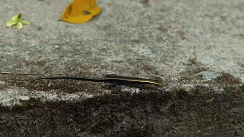 Lizard sitting on stone without movement on background tropical nature. Close up Stock Footage 90656003