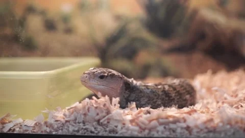 Lizard sitting in a terrarium. Big Lizard in the zoo Stock Footage 263898125