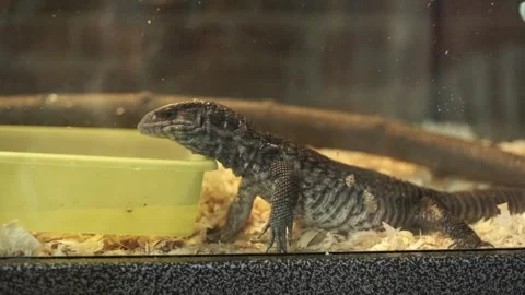 Lizard sitting in a terrarium. Big Lizard in the zoo Video stock 263898162