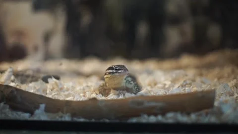 Lizard sitting in a terrarium. Big Lizard in the zoo Video stock 263898288