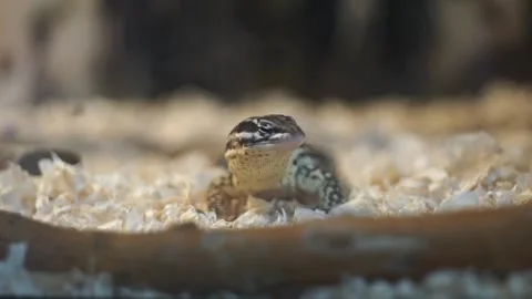 Lizard sitting in a terrarium. Big Lizard in the zoo Video stock 263898291