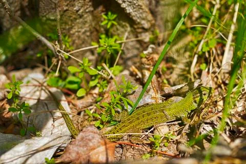 Lizard sitting in the thick green grass Stock Photos