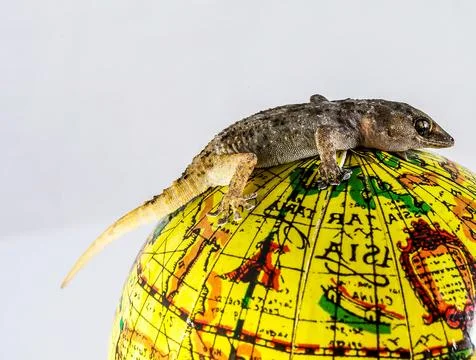 A lizard is sitting on top of a globe Stock Photos