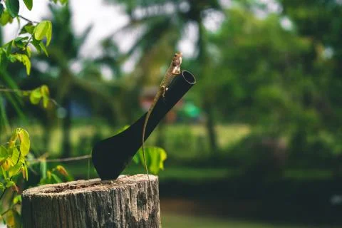 Lizard sitting on a tree next to a big knife Stock Photos