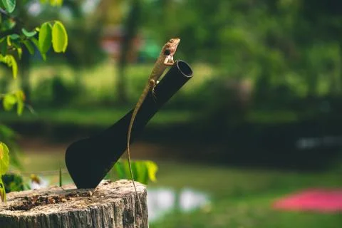 Lizard sitting on a tree next to a big knife Stock Photos