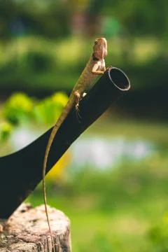 Lizard sitting on a tree next to a big knife Stock Photos