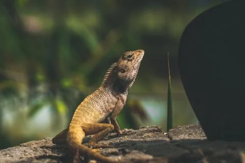 Lizard sitting on a tree next to a big knife Stock Photos