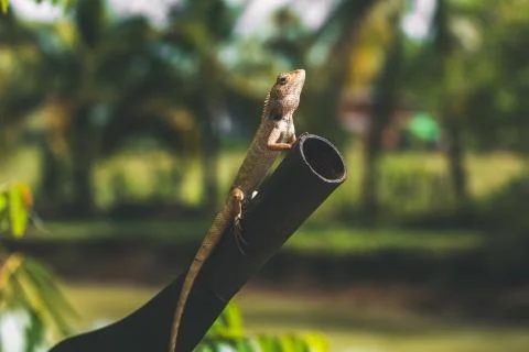 Lizard sitting on a tree next to a big knife Stock Photos