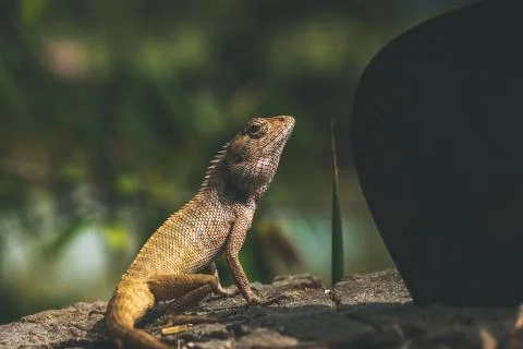 Lizard sitting on a tree next to a big knife Photos