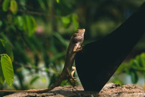 Lizard sitting on a tree next to a big knife Photos