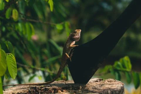 Lizard sitting on a tree next to a big knife Stock Photos