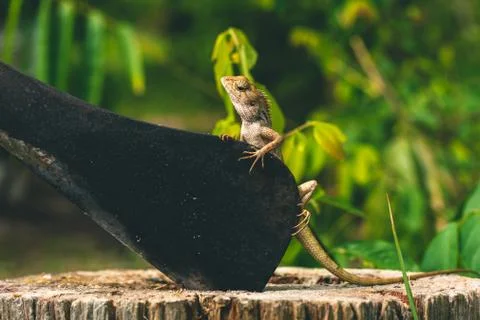 Lizard sitting on a tree next to a big knife Stock Photos