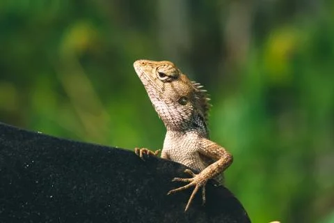 Lizard sitting on a tree next to a big knife Stock Photos