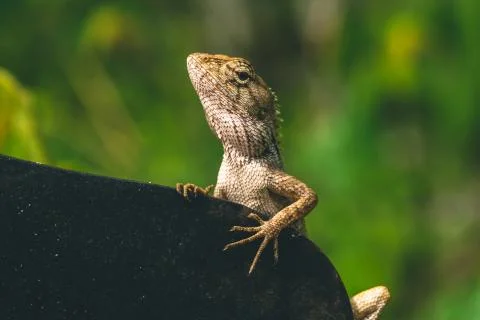 Lizard sitting on a tree next to a big knife Stock Photos