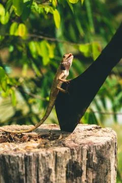 Lizard sitting on a tree next to a big knife Stock Photos