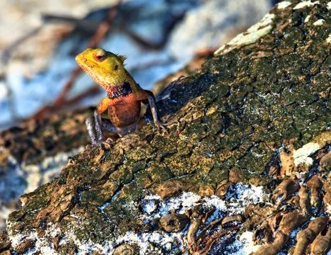 Lizard sitting on a tree trunk in troical forest and watches 스톡 사진