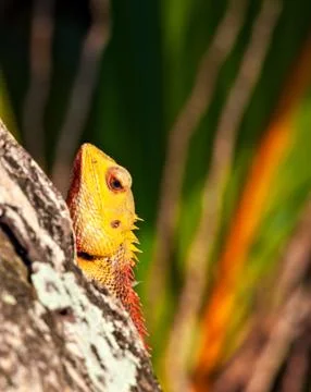 Lizard sitting on a tree trunk in troical forest and watches Foto stock