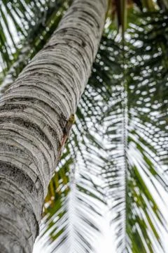Lizard sitting in tropical tree waiting for food Stock Photos