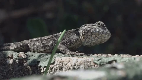 Lizard sitting on wall and turning head. Stock Footage 72546839