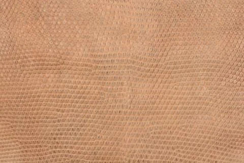 Lizard Skin Texture Stock Photos