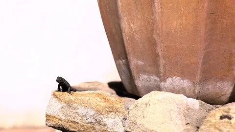 Lizard Slow Motion Stock Footage 78145520