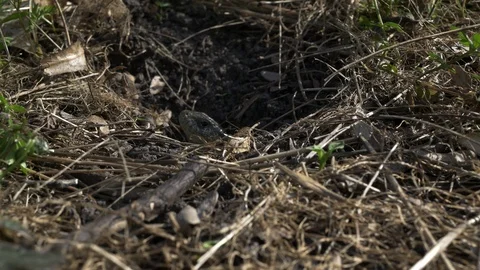 The lizard slowly crawls out of hole to the sun to warm up. Spring park wildlife Stock Footage 106152626