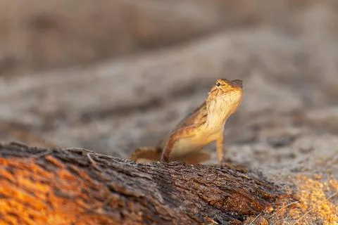The lizard is a small dragon looking at the camera. Oriental garden lizard .. Stock Photos
