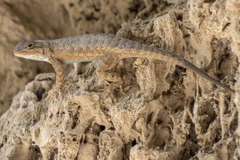 Lizard soaking up the sun on a rock. Stock Photos